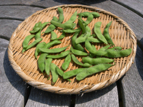 Edamame Harvested (click for full sized image)